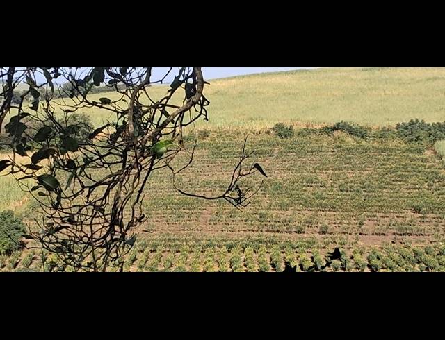 FARM FOR SALE IN HIGH RIDGE